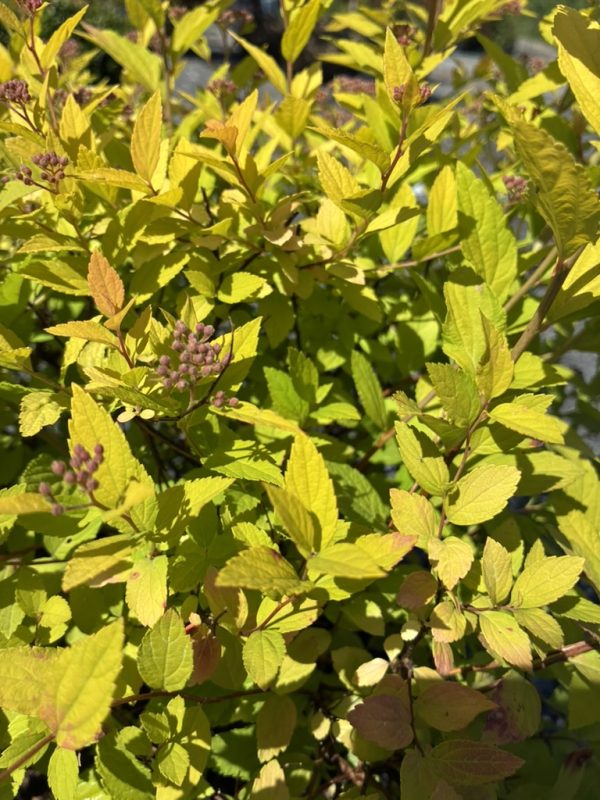 Bright yellow leaves on a dense shrub with small pink flower buds scattered among the foliage.