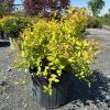 Yellow-green ornamental shrub in a black plastic pot on a gravel lot at a plant nursery, with red-leaved trees in the background.