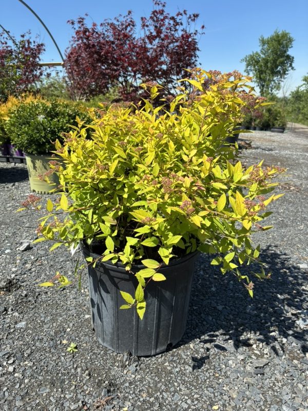 Yellow-green ornamental shrub in a black plastic pot on a gravel lot at a plant nursery, with red-leaved trees in the background.