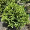 Dense evergreen shrub in a black pot at a plant nursery, bright green glossy leaves