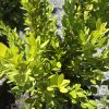 Close-up of a dense evergreen shrub with small oval, bright-green leaves in sunlight.