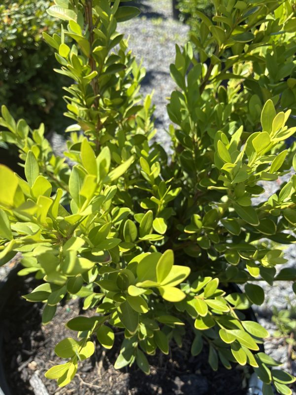 Close-up of a dense evergreen shrub with small oval, bright-green leaves in sunlight.