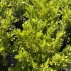 Dense clusters of bright green ornamental shrubs with small oval leaves in pots at a nursery.