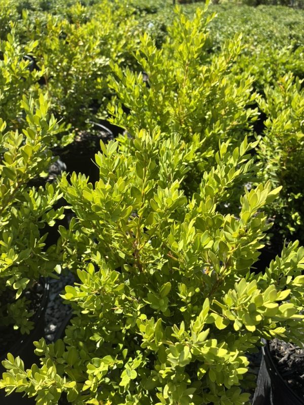 Dense clusters of bright green ornamental shrubs with small oval leaves in pots at a nursery.