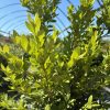 Bright green shrub with glossy oval leaves; metal hoop framework and blue sky in the background.