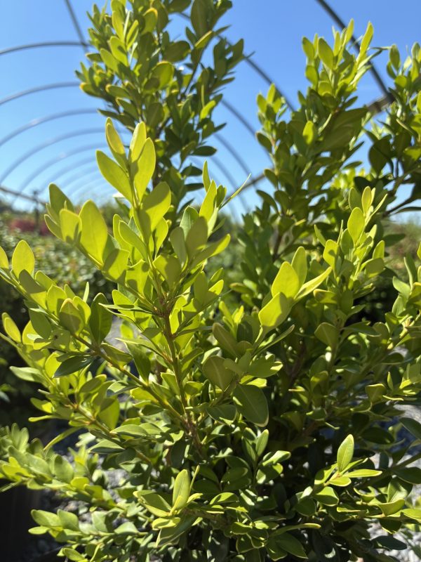 Bright green shrub with glossy oval leaves; metal hoop framework and blue sky in the background.