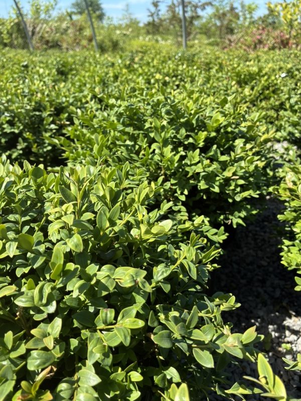 Dense row of glossy green hedge shrubs with small oval leaves in bright sunlight, garden setting.