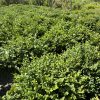 Dense, low hedge of glossy green leaves inside a glass greenhouse or arched structure.