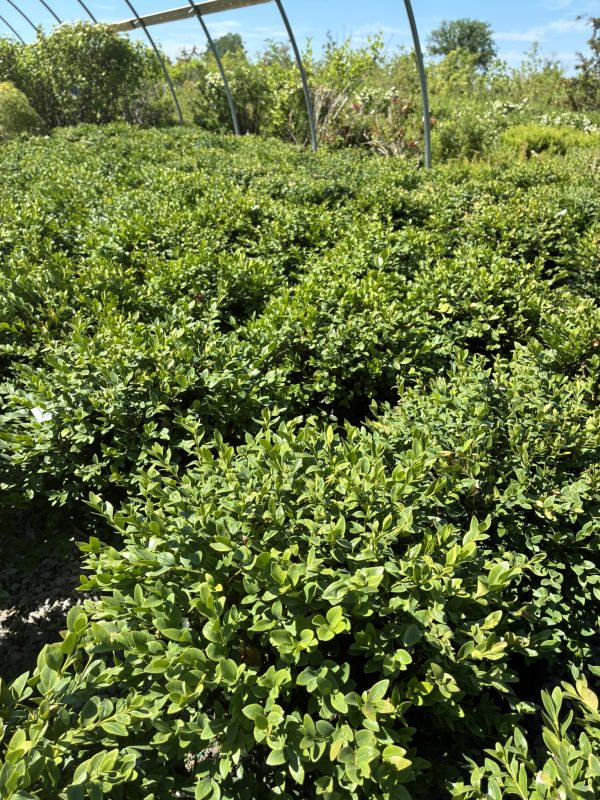 Dense, low hedge of glossy green leaves inside a glass greenhouse or arched structure.