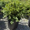 Bushy evergreen shrub with small oval leaves in a black plastic nursery pot on gravel outdoors in bright sunlight