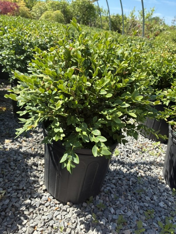 Bushy evergreen shrub with small oval leaves in a black plastic nursery pot on gravel outdoors in bright sunlight