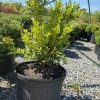 Green leafy shrub in a large black pot in a gravel nursery yard, with a curved greenhouse frame in the background.