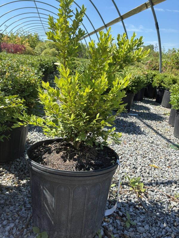Green leafy shrub in a large black pot in a gravel nursery yard, with a curved greenhouse frame in the background.