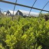 Rows of green shrubs in a nursery with arched greenhouse frames and a clear blue sky.