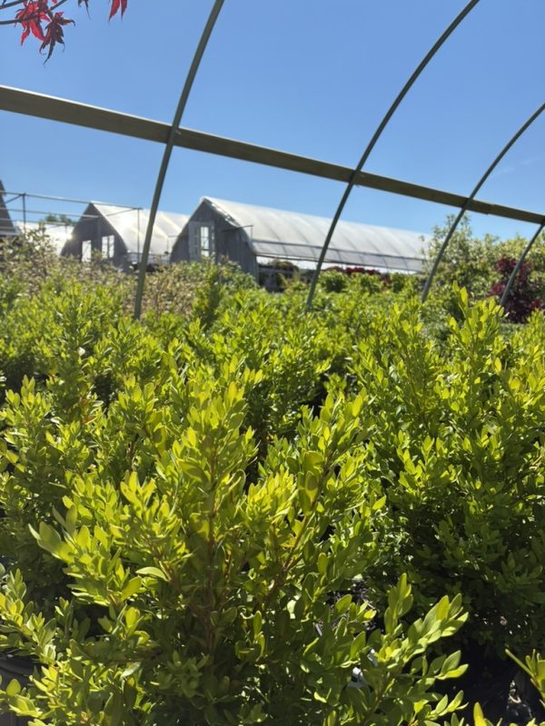 Rows of green shrubs in a nursery with arched greenhouse frames and a clear blue sky.