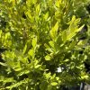 Close-up of a bright green boxwood shrub with dense oval leaves in sunlight.