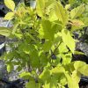 Young shrub with bright lime-green, serrated leaves in a nursery pot, showing new growth in sunlight