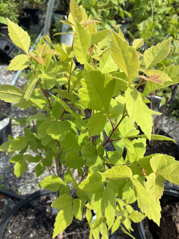Young shrub with bright lime-green, serrated leaves in a nursery pot, showing new growth in sunlight