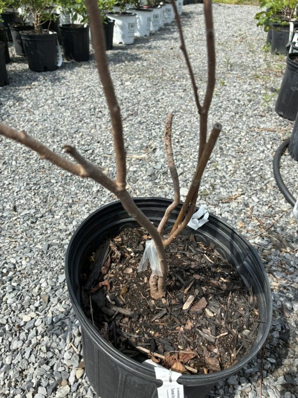 Bare-branched shrub in a black nursery pot with mulch, in a gravel lot at a plant nursery.