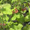 Branchy shrub with bright green, lobed leaves and small red berry clusters in the foliage.