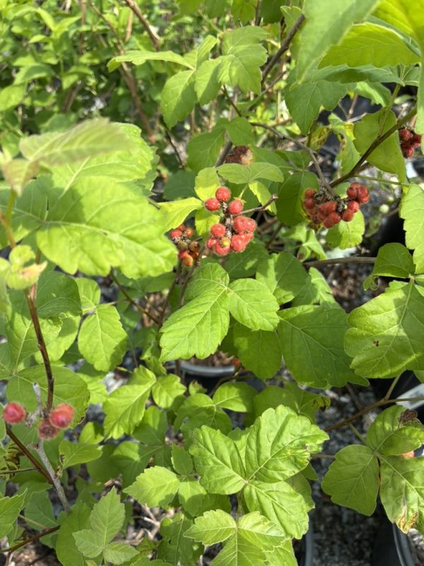 Branchy shrub with bright green, lobed leaves and small red berry clusters in the foliage.