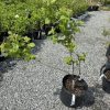 Young tree sapling in a black nursery pot on gravel, with rows of potted shrubs in the background.