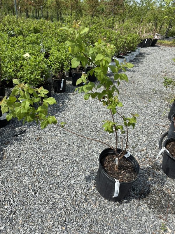 Young tree sapling in a black nursery pot on gravel, with rows of potted shrubs in the background.