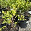 Young deciduous shrub with bright green leaves in a large black nursery pot, thin reddish stems, outdoors among other pots.