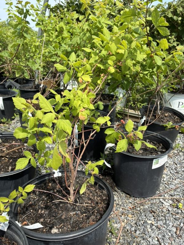 Young deciduous shrub with bright green leaves in a large black nursery pot, thin reddish stems, outdoors among other pots.