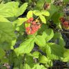 Cluster of small red berries on a branch with bright green serrated leaves in a garden setting.