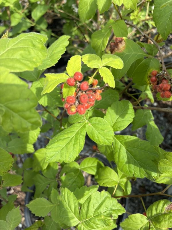 Cluster of small red berries on a branch with bright green serrated leaves in a garden setting.