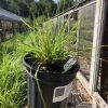 Potted clump of ornamental grass with long, narrow green blades being held outdoors near a greenhouse.