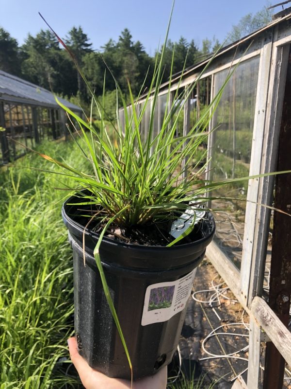 Potted clump of ornamental grass with long, narrow green blades being held outdoors near a greenhouse.