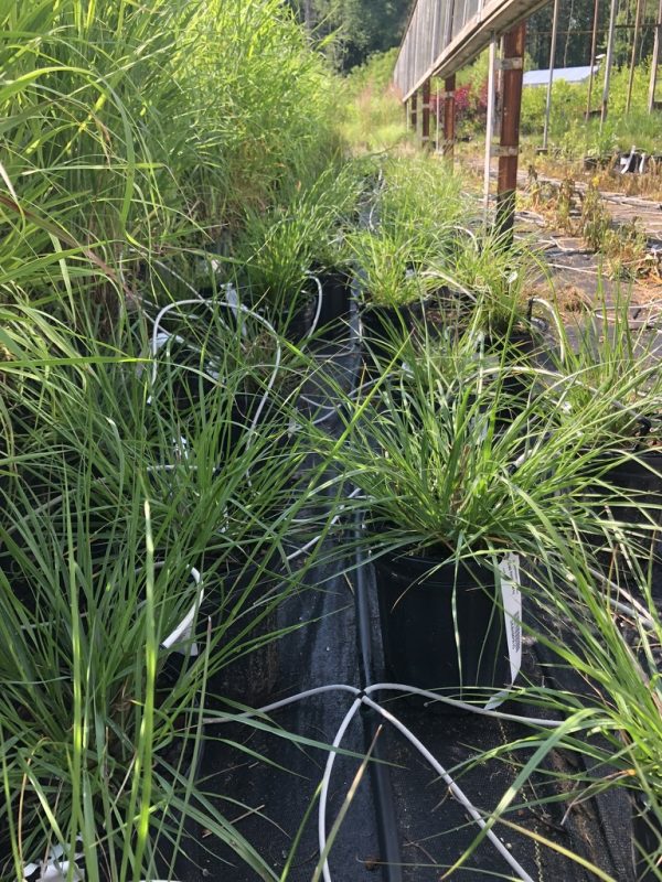 Row of tall ornamental grasses in black pots along a drip-irrigated bed beside a greenhouse.