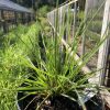 Potted grassy plant with long narrow leaves on a greenhouse bench or railing area outside.