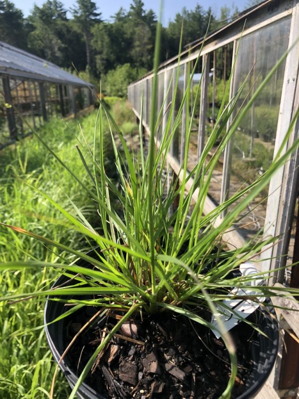 Potted grassy plant with long narrow leaves on a greenhouse bench or railing area outside.