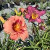 Close-up of pink-orange daylily in bloom with yellow throat, against a garden nursery background of pots and gravel