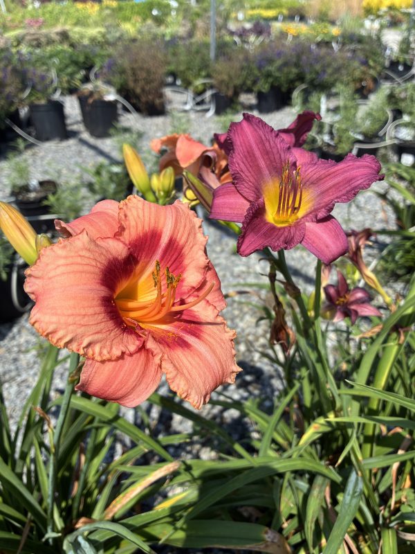 Close-up of pink-orange daylily in bloom with yellow throat, against a garden nursery background of pots and gravel