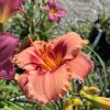 Close-up of coral-orange daylily petals with yellow throat and pollen-strewn stamens in focus, blurred background garden.
