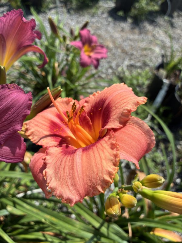 Close-up of coral-orange daylily petals with yellow throat and pollen-strewn stamens in focus, blurred background garden.