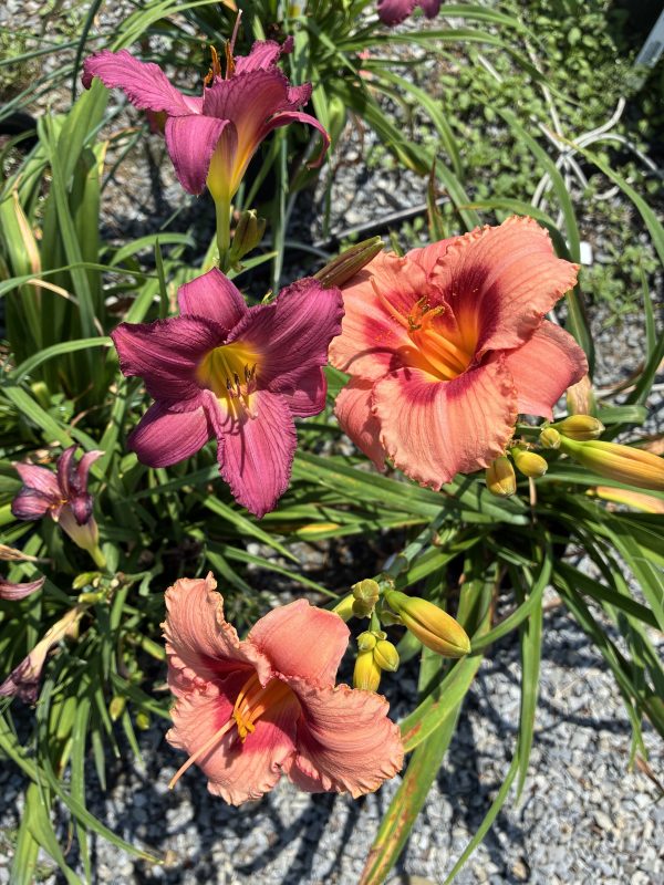 Purple and peach daylilies with ruffled petals and yellow-orange centers among long green leaves, on a gravel garden bed.