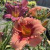 Close-up of peach-pink daylily petals with a yellow throat and prominent orange stamens in a sunny garden scene