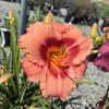 Close-up of a peach-orange daylily with ruffled petals and orange-yellow stamen center, garden background