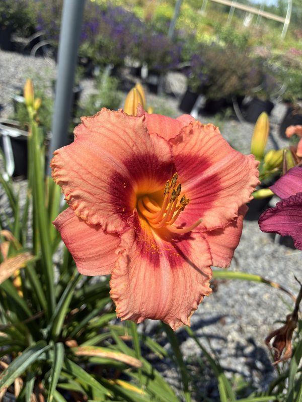 Close-up of a peach-orange daylily with ruffled petals and orange-yellow stamen center, garden background
