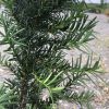 Close-up of a conifer shrub with slender green needles along woody branches in an outdoor gravel area.