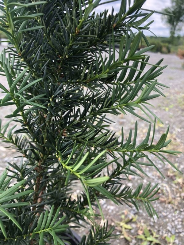 Close-up of a conifer shrub with slender green needles along woody branches in an outdoor gravel area.