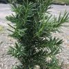 Close-up of a rosemary plant with slender, needle-like green leaves along woody stems in an outdoor setting.