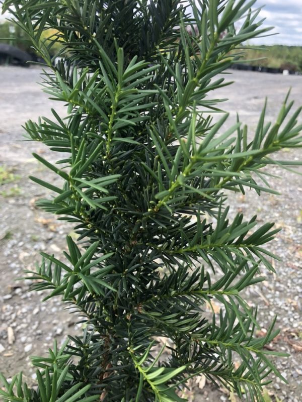 Close-up of a rosemary plant with slender, needle-like green leaves along woody stems in an outdoor setting.