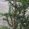Close-up of a rosemary shrub with woody brown stems and slender, needle-like green leaves.