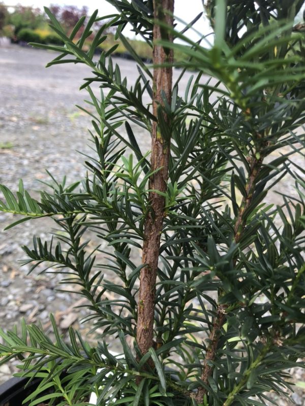 Close-up of a rosemary shrub with woody brown stems and slender, needle-like green leaves.